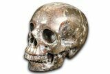 Realistic, Dark Coquina Stone Skull #382129-2